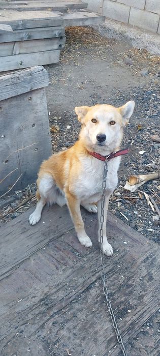 Отдам собаку звоночек в хорошие руки