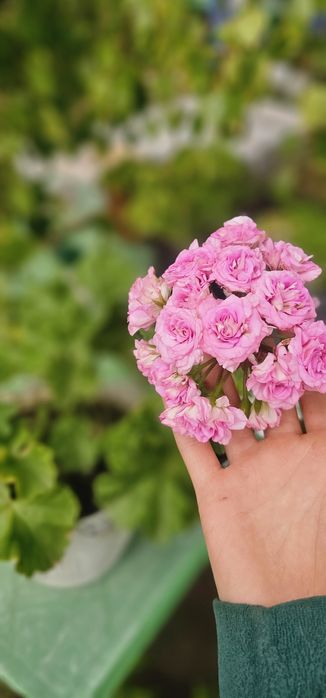 В продаже  герани