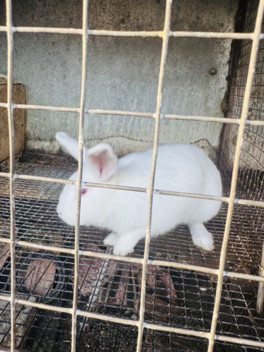 Продавам мъжки зайци