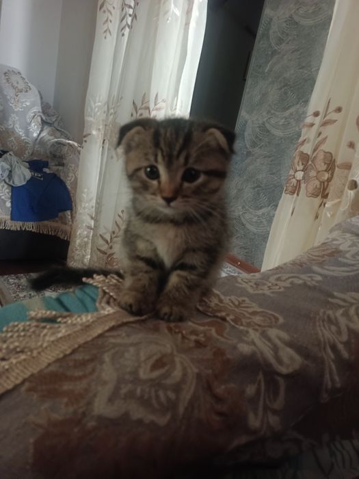 Продаётся котёнок, девочка, порода вислоухая, все прививки сделалы!!!