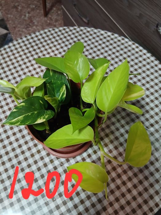 Продам домашние цветы