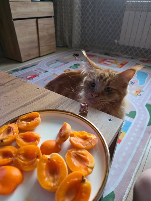 Мейн кун беслатно