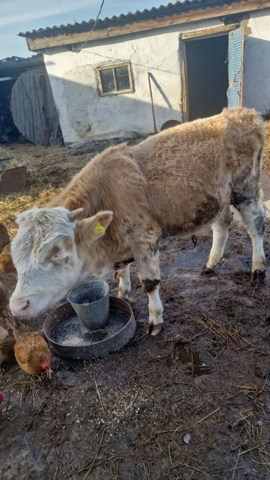 Продам  бычка возраст 9мес