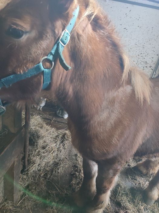 De vânzare manza de 1,7 luni și mânz de 7 luni