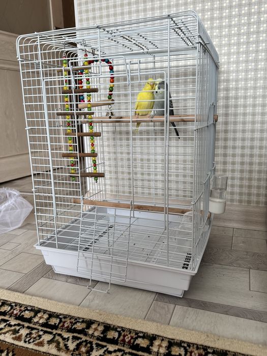 Продам Чешских попугаев