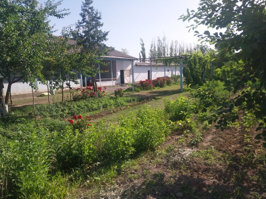 Zomin tumani Bogishamol qishlogida xamma sharoyitga iga xovli sotiladi