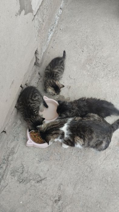 Катята Мушукчалар