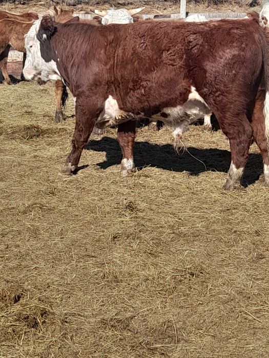 Продам быков с откорма