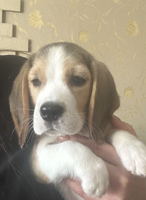 Щенок бигля, документы