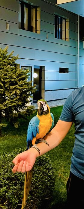 Ара синий-желтый сотилади