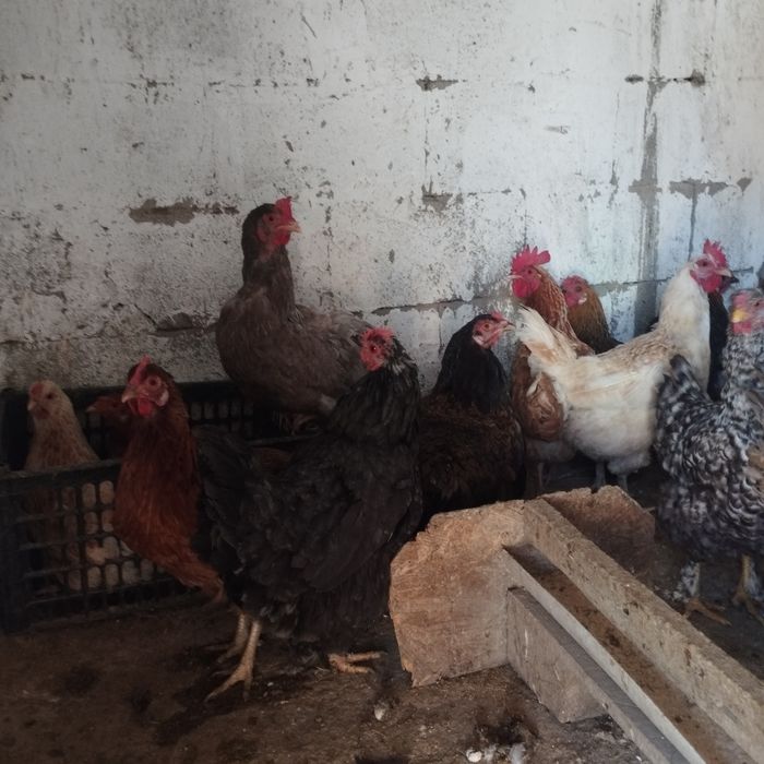 Продам куры домашние