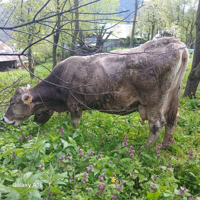 Vacă bună de lapte