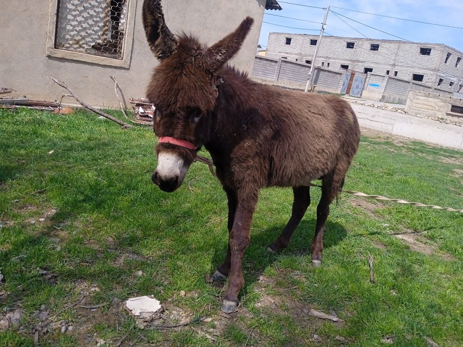 Егде жастағы әйелдердің қонақтар кітабының порно фотосуреттері