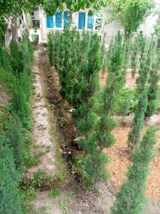 XAR turdagi manzarali archalar