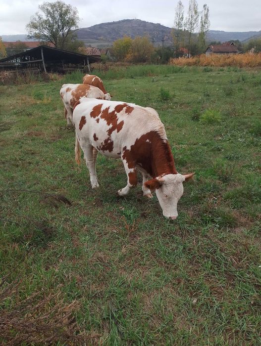 Vând  juninca  gestanta și o vitea