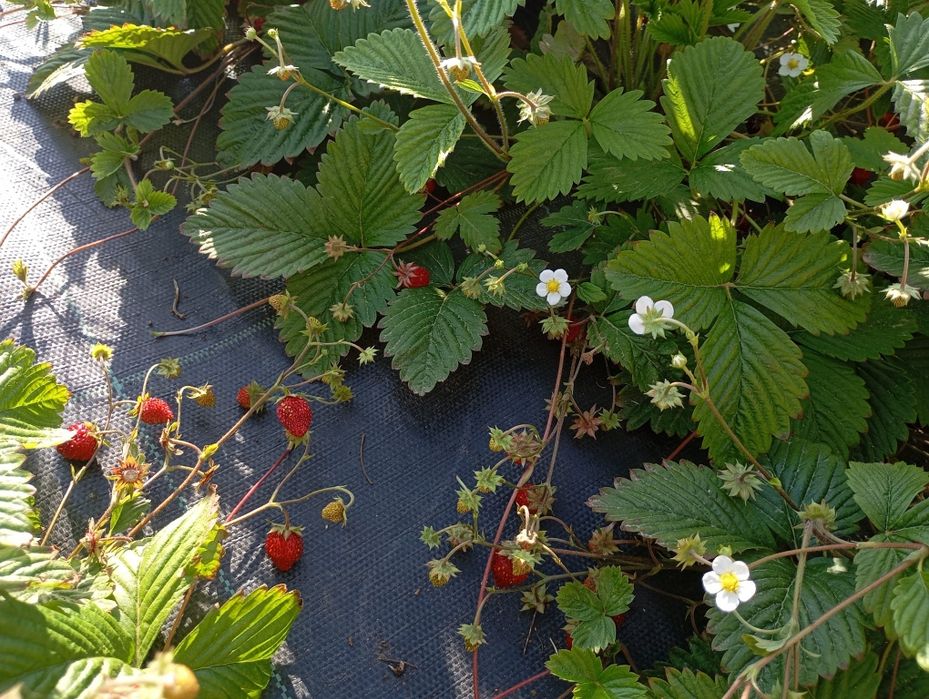 Vând fragi de cultura 2025