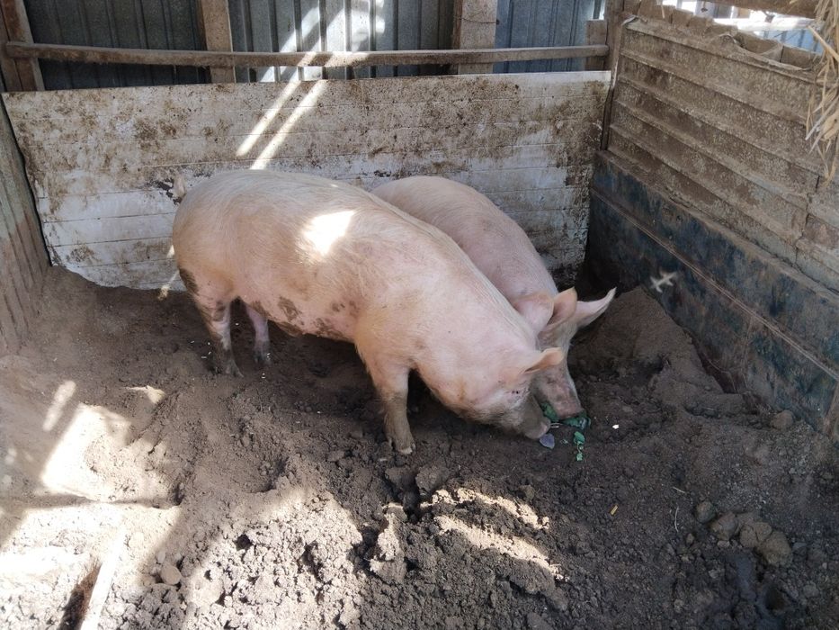 Продам кабана,9-10 месяцев