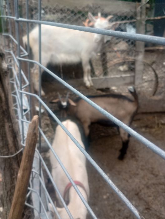 Vând 3 ieduțe din mame bune de lapte