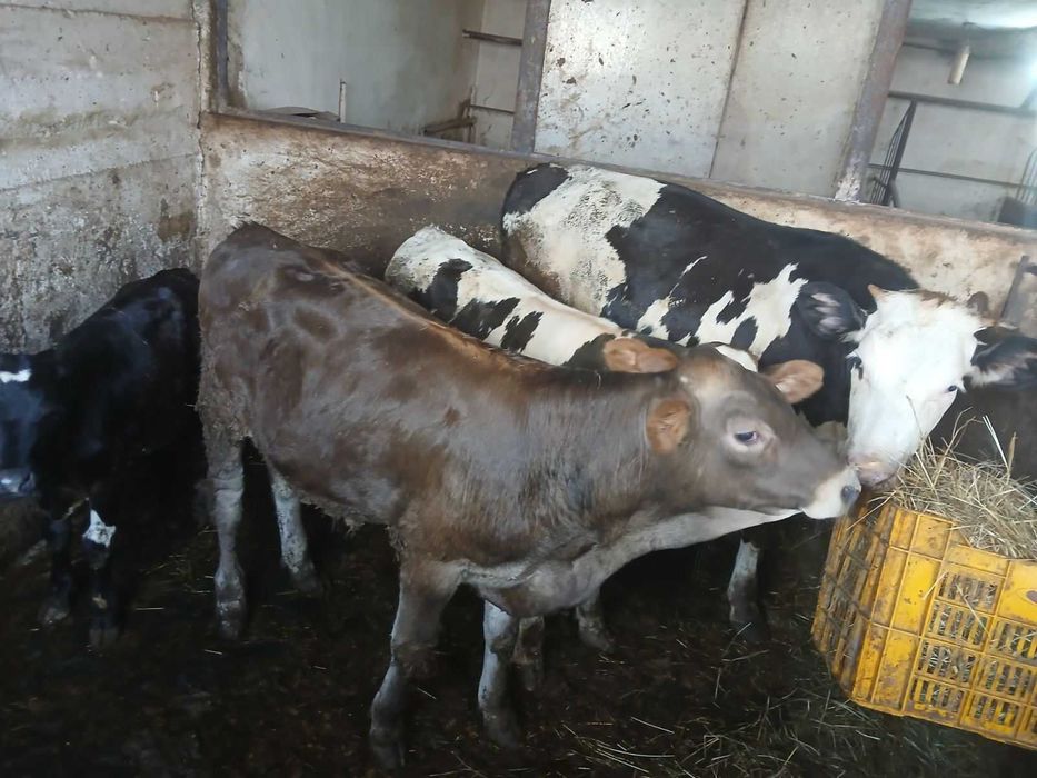 Продавам мъжки и женски телета