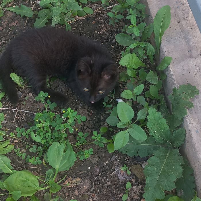 Котёнок в добрые руки