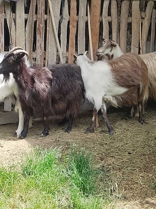 Vând capre bune de lapte