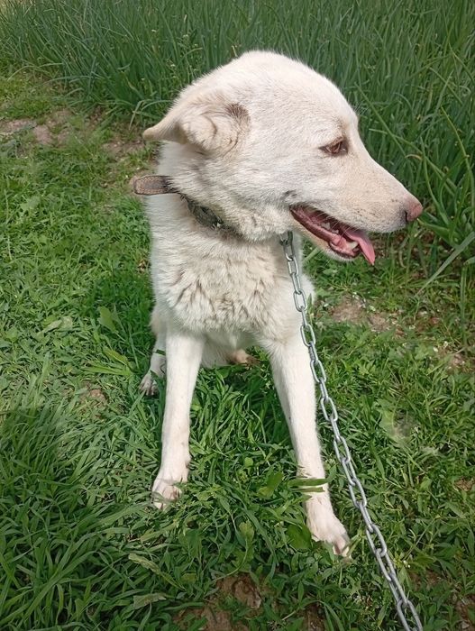 Очаровательные Беляши ищут добрых родителей