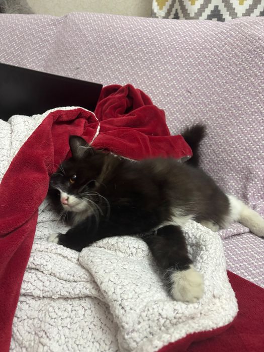 Котенок в добрые руки