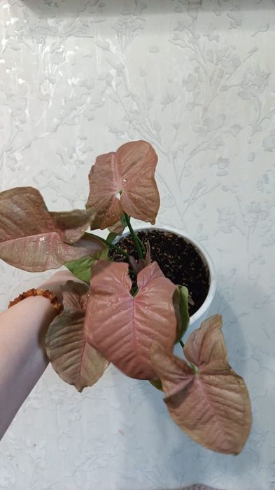 Комнатные растения