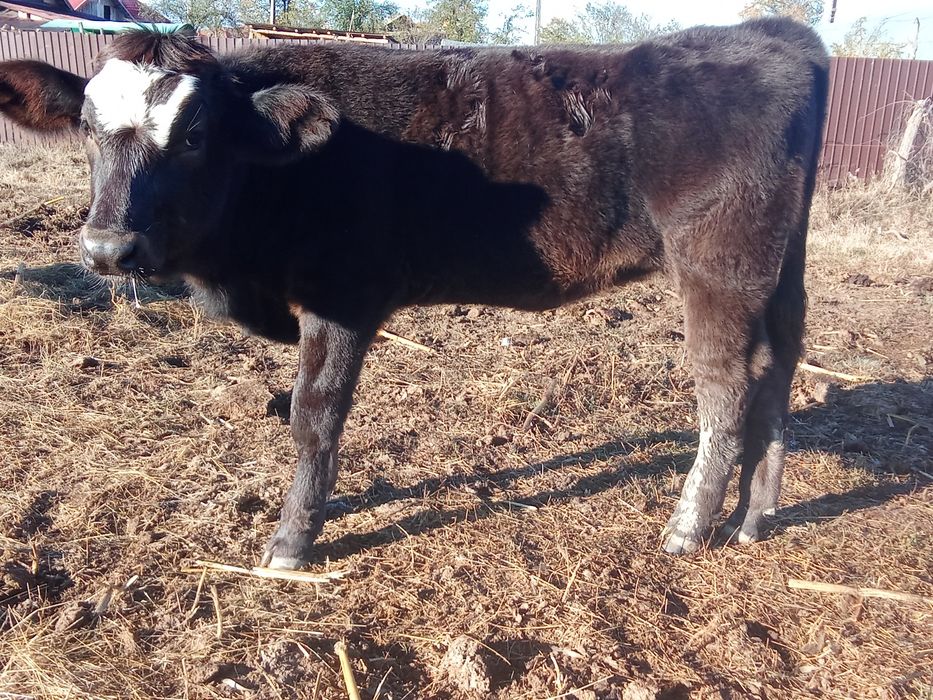 Vând trei vițele Angus