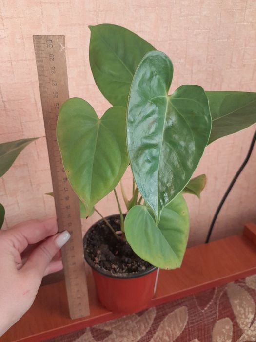 Мужское счастье антуриум красный