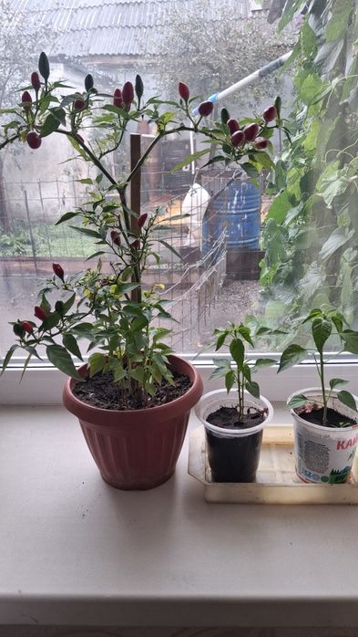 Продам,комнатный горький перец