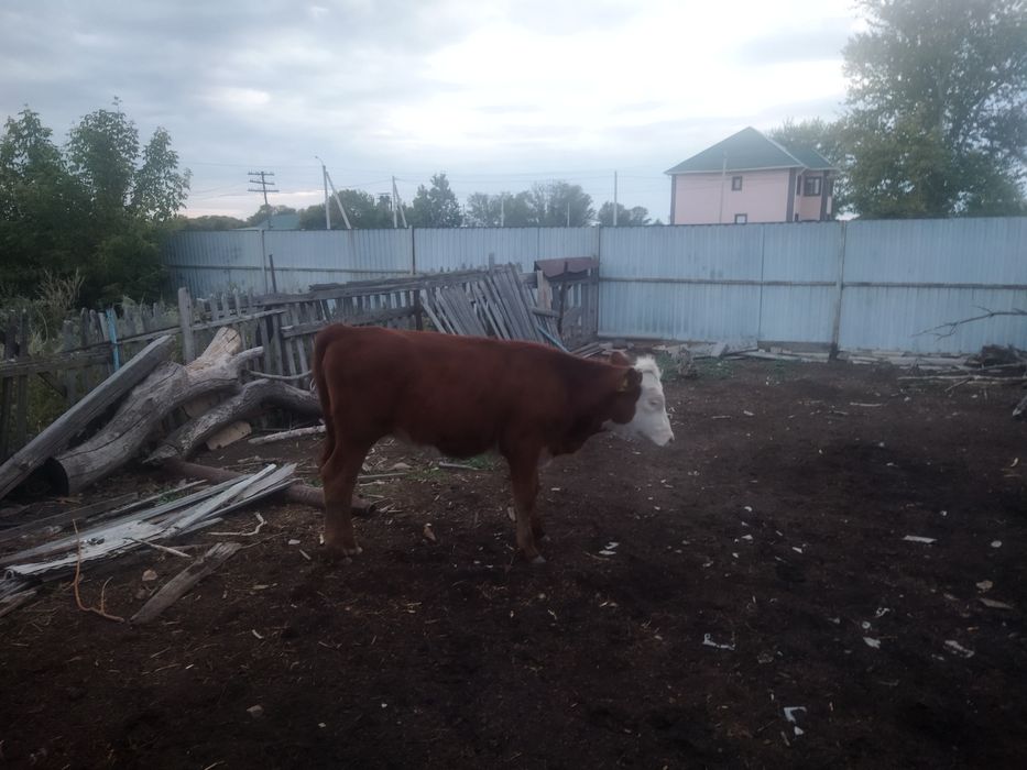 Крс продам и мрс