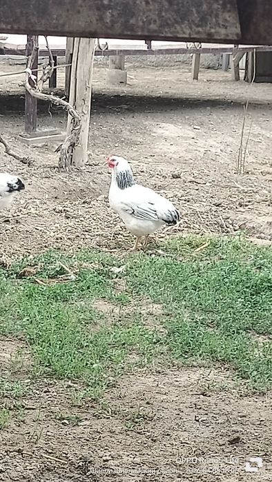 Адлер қораз сатылады