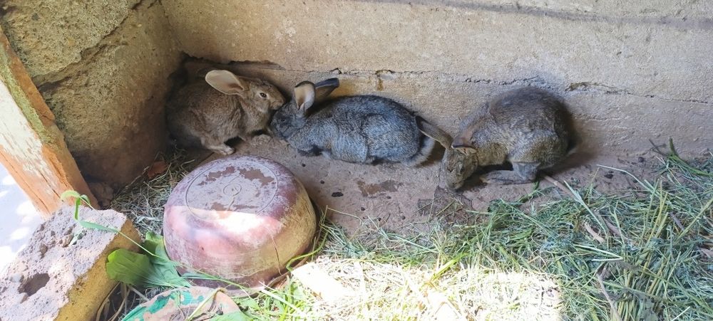 Flandr zotli qQuyonlar va ona bola komplekt ham sotiladi