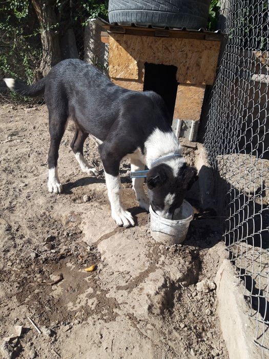 Продается собака