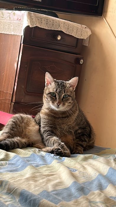 Отдам кошечку в добрые руки