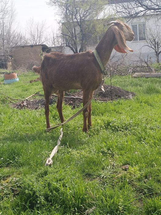 Продается козлёнок 50%камори, 50% битал !