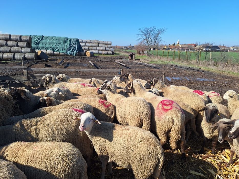 Vand 10 berbeci Tigai de ținut!