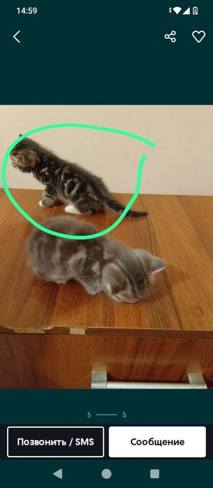 Продам  британские котята остроухие