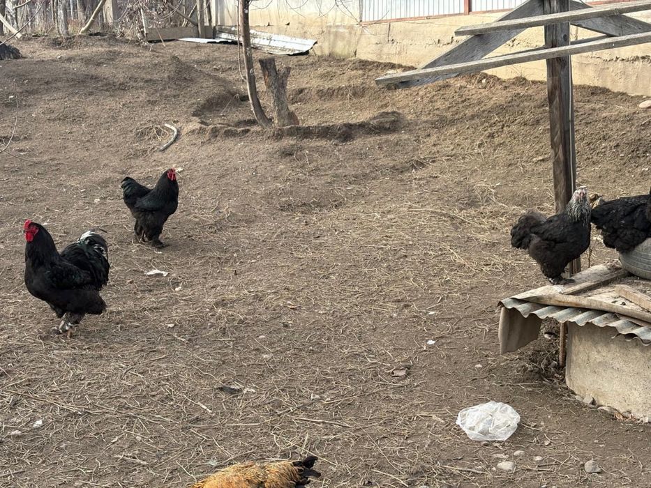 Продам Петух Брама...