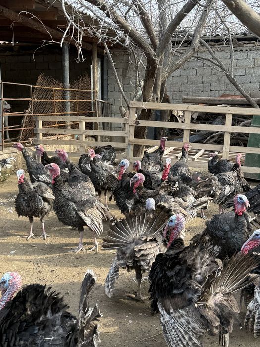 Үндіктер сатылады/ Продается Индюки