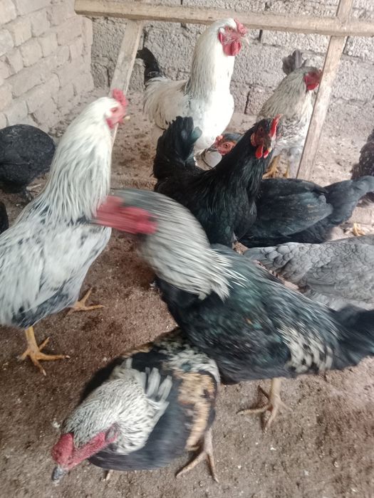 Horoz Dakan Brama Qora shahzoda hamsi horoz