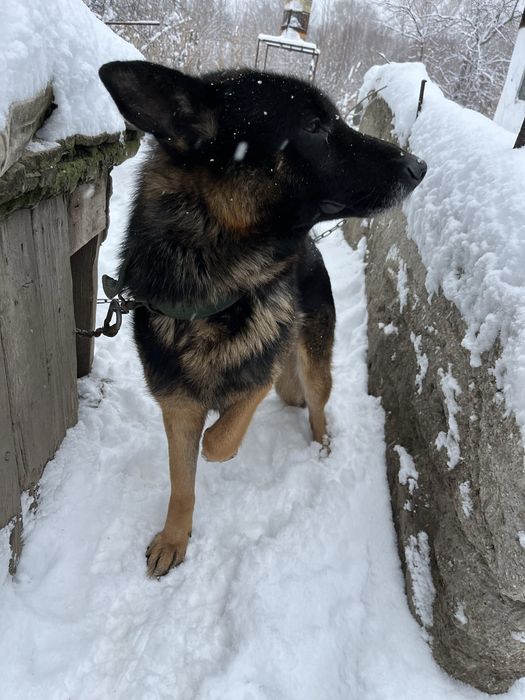 Немецкая овчарка