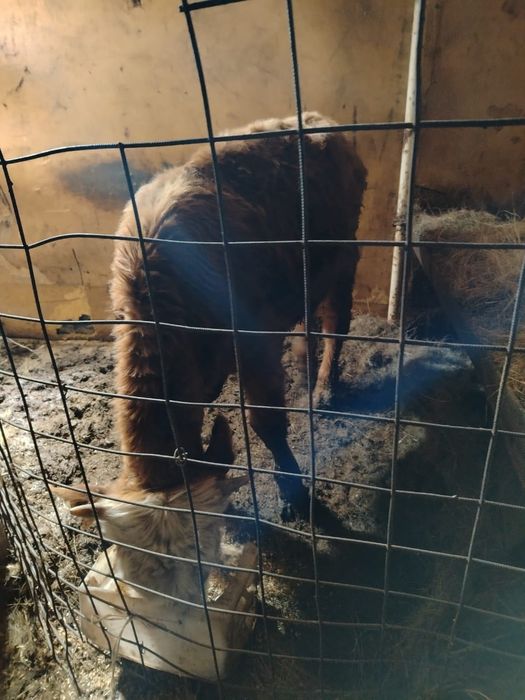 Продам полторашка бычок 350.000