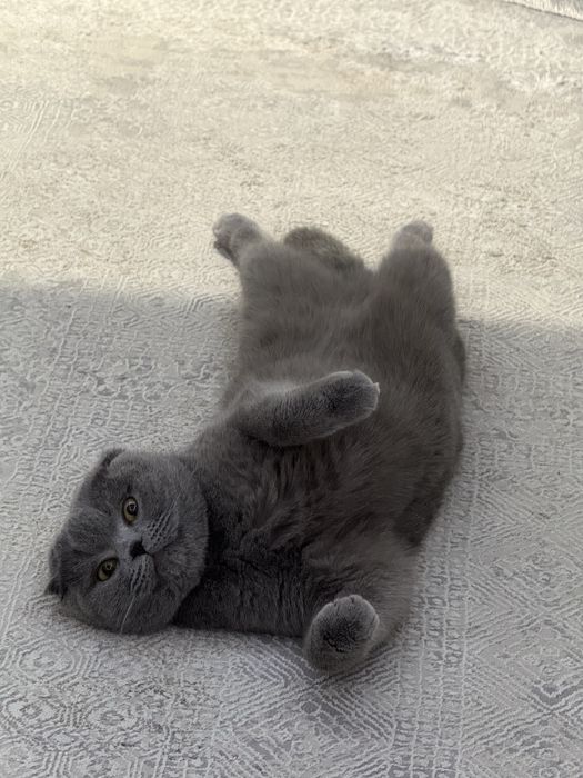Кошка British Fold