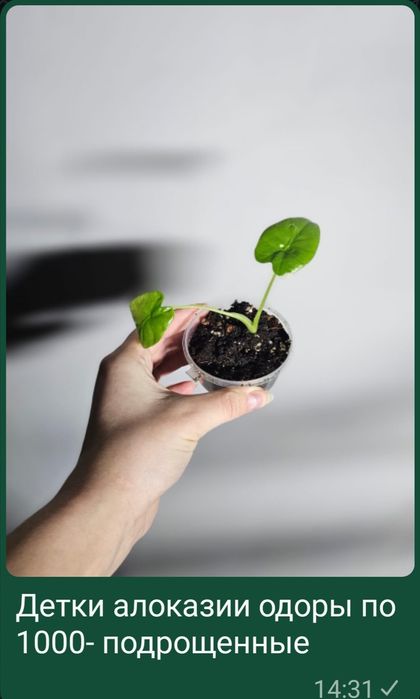 Комнатные цветы разные