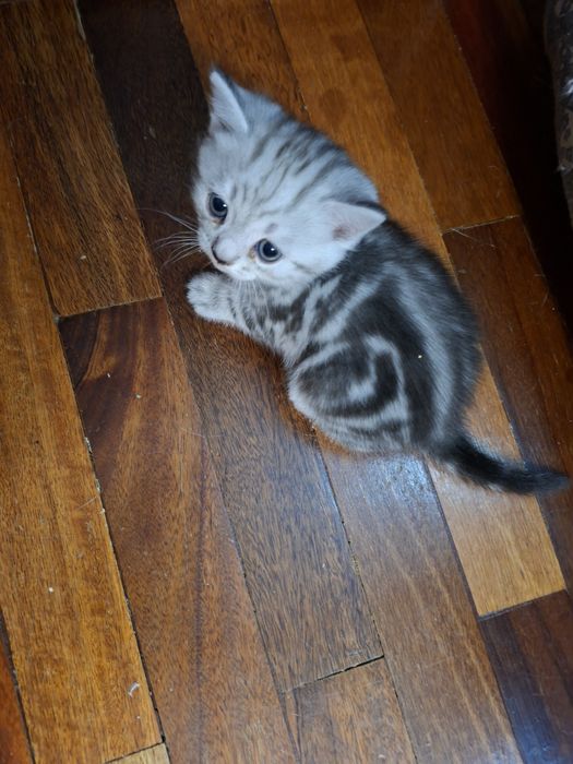 Котята шотландцы