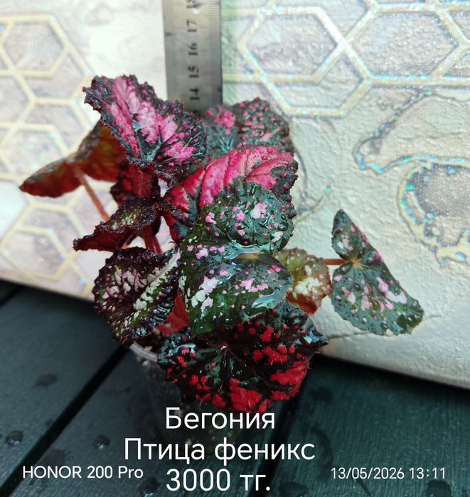 Комнатные цветы. Бегонии.