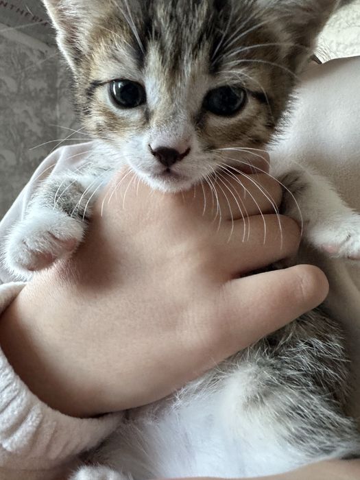 Отдам котят даром