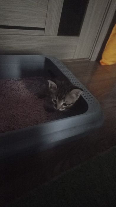 Шатланский пародистый 2кошка